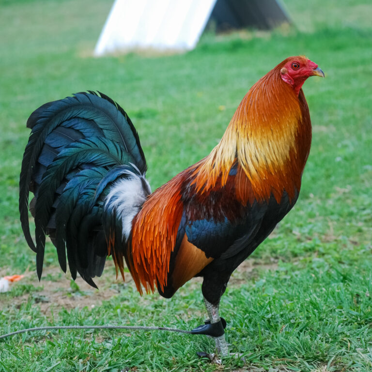 Lemon-necked Penny Hatch cock