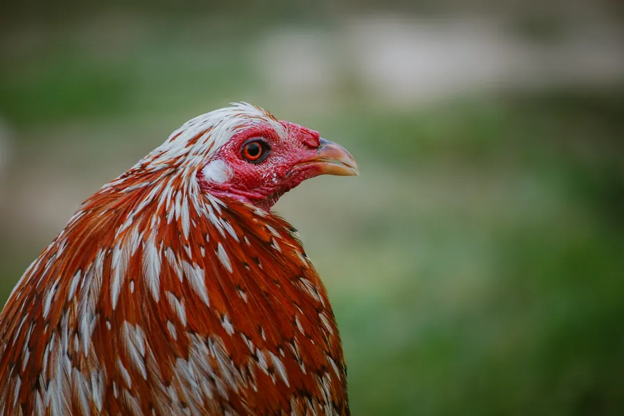 Hen in the breeding yard