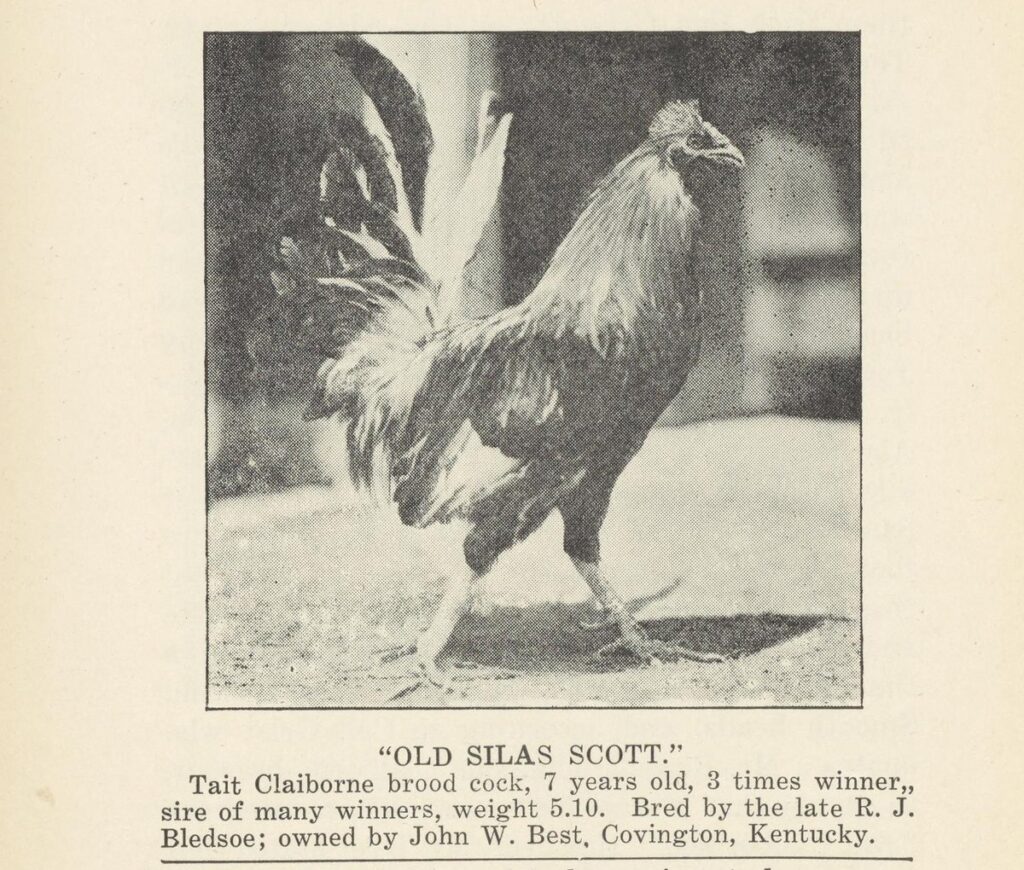 Old Silas Scott, a Tait Claiborne brood cock owned by John W. Best of Covington, Kentucky, from the 1928 Grit and Steel volume