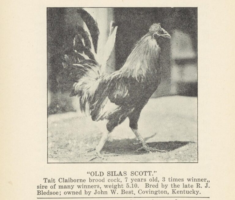 Old Silas Scott, a Tait Claiborne brood cock owned by John W. Best of Covington, Kentucky, from the 1928 Grit and Steel volume