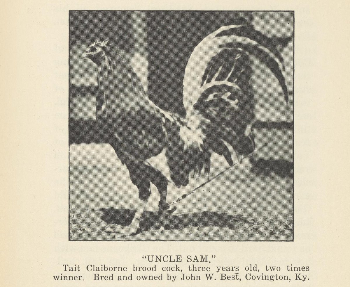 Uncle Sam, a three year old Tait Claiborne brood cock bred and owned by John W. Best of Covington, Kentucky