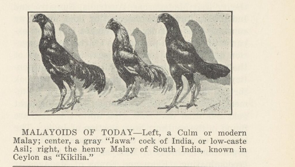 1928 plate of three Malayoid game cocks: a Culm or modern Malay, a gray Jawa cock of India, and a henny Malay of South India