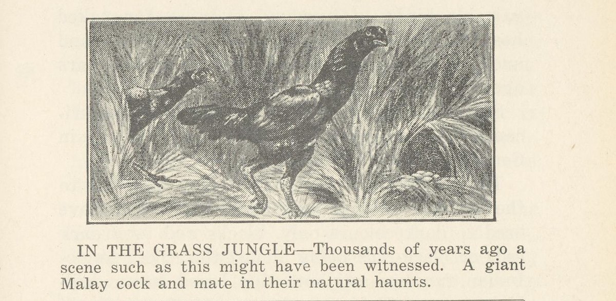 1928 illustration of a Malay cock and hen in tall jungle grass