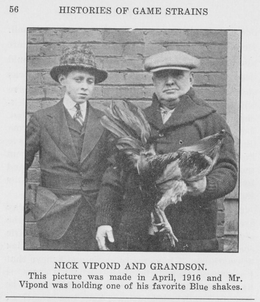 Page 56 of Histories of Game Strains (1928): Nick Vipond and his grandson, April 1916, Vipond holding one of his favorite blue shakes