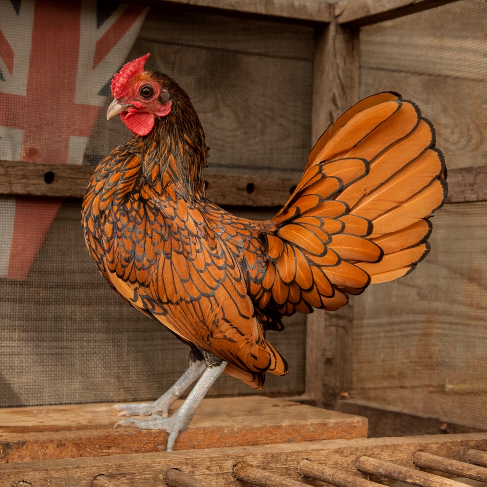 Gold Sebright bantam with black-laced gold feathers and a rounded, hen-style tail with no sickles